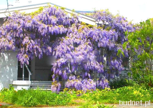 Wisteria kwiecista